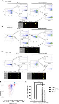 Gamma Delta TCR and the WC1 Co-Receptor Interactions in Response to Leptospira Using Imaging Flow Cytometry and STORM